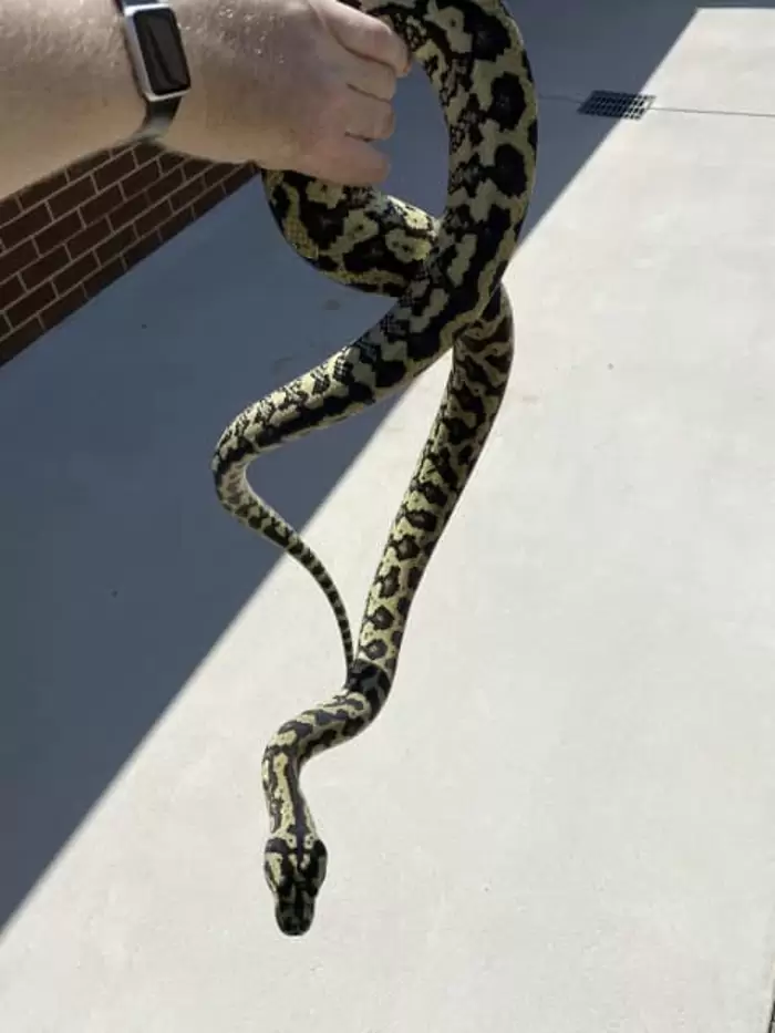 $500 Jungle carpet python  | Reptiles & Amphibians |  Australia Wodonga Area