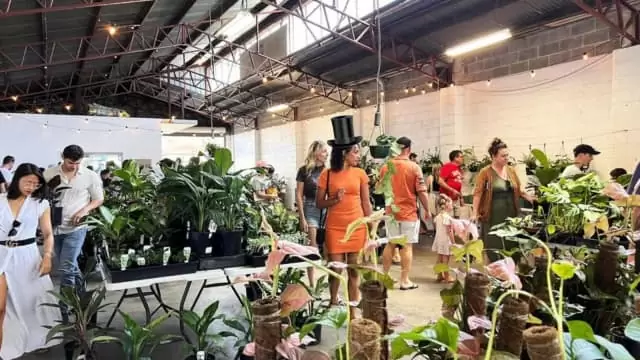 Perth Indoor Plant Warehouse Sale