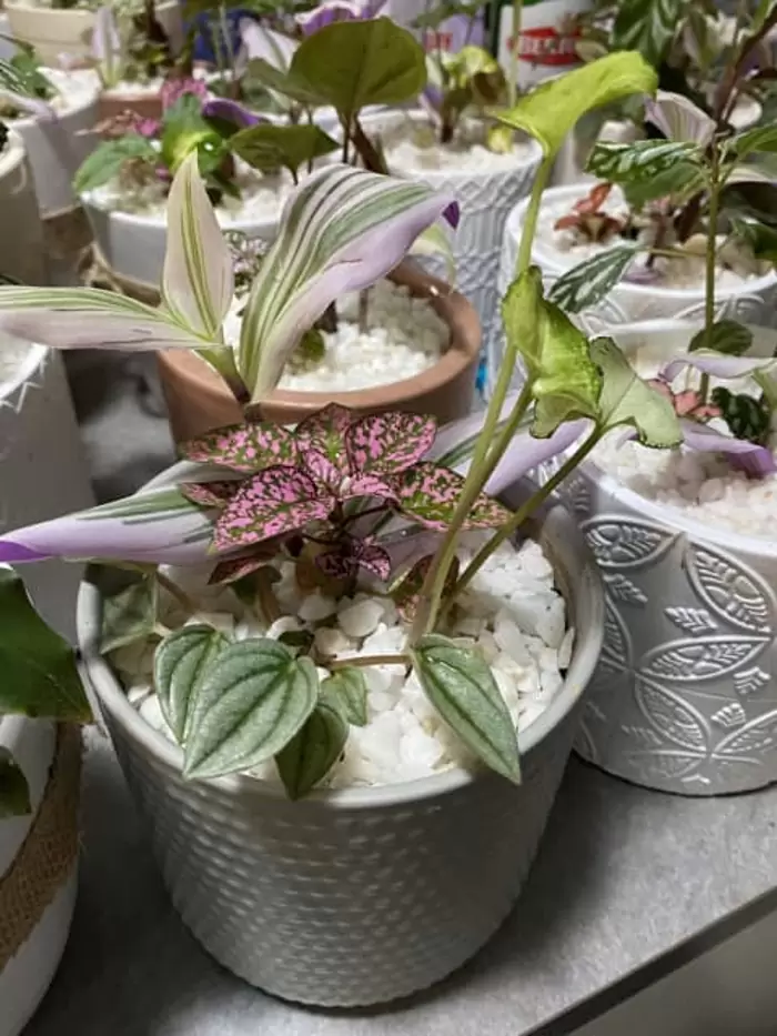 Mother’s Day indoor plant sale
