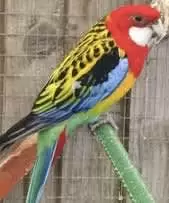 Wanted: Rosella ( Golden Mantle) Wanted