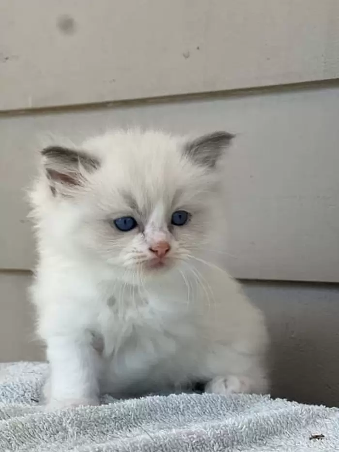 $750 Purebred Ragdoll Kittens  | Cats & Kittens |  Australia Pittwater Area