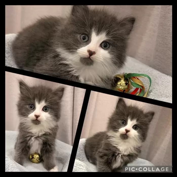 $450 Adorable Ragdoll X Tabby Male Kitten 8 wks