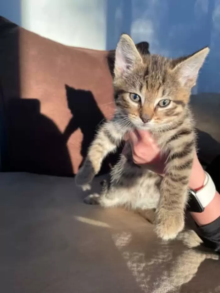 $70 Kittens for sale | Cats & Kittens |  Australia Meander Valley
