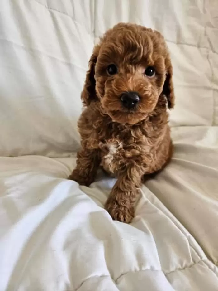 $1,000 Mini Red Poodles | Dogs & Puppies |  Australia Dalby Area