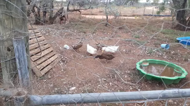Taking Unwanted hens/female ducks