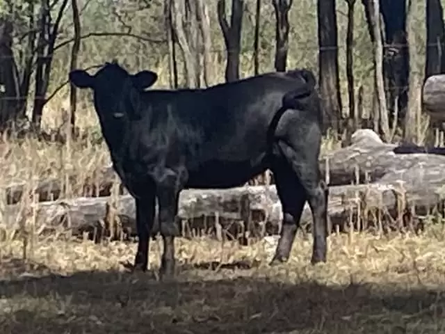 $950 Angus x Droughtmaster | Livestock |  Australia Lockyer Valley