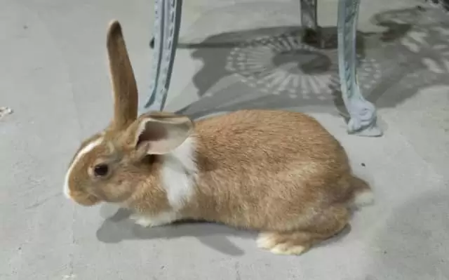 $50 New Zealand Giant Rabbits for sale