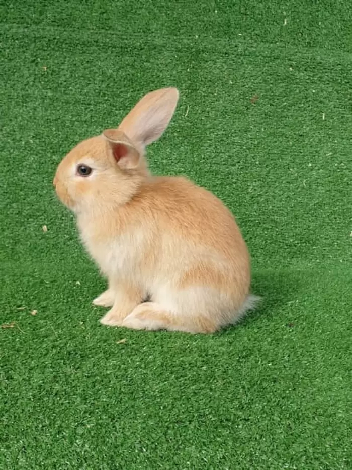 $50 Female baby bunny, Girl rabbit