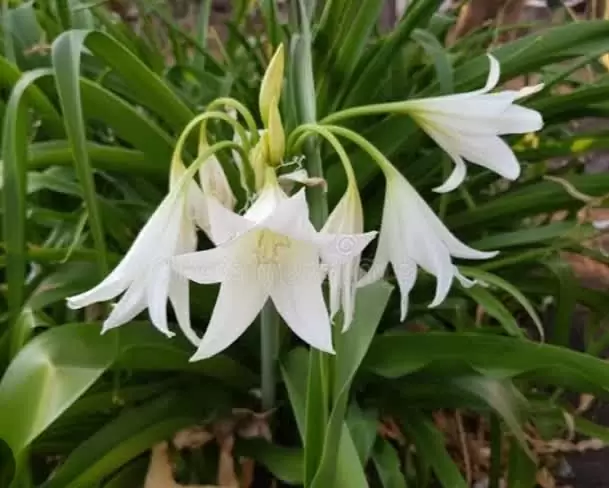 Free White Lillies | Plants |  Australia Marion Area