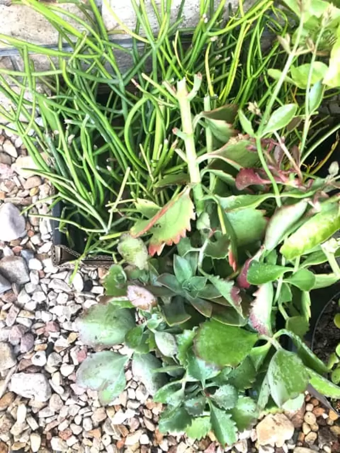 Free Fire sticks and various Succulents